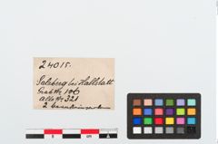 Etiketten zu Bernsteinperlen (NHMW-PRAE-024015)